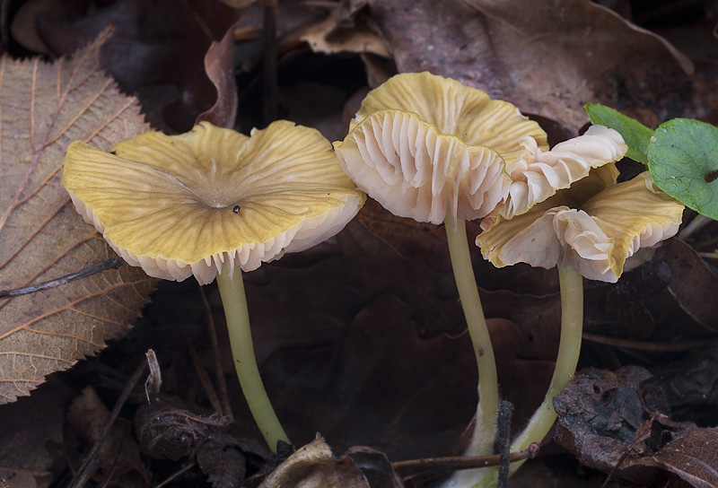 Entoloma incanum